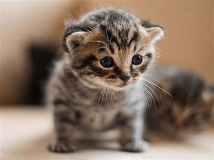 Adorable Catkitty21: Explore the Cutest Cat Videos and Pictures Online