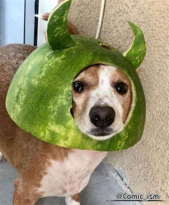 Adorable ImSkirby Dog Videos: Fun and Cute Clips to Brighten Your Day
