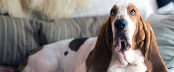 Adorable Skirby Dog Breeds Pictures: A Complete Guide to These Charming Canines