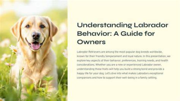 Backdoor Labrador: The Complete Guide to Understanding and Managing This Common Canine Behavior