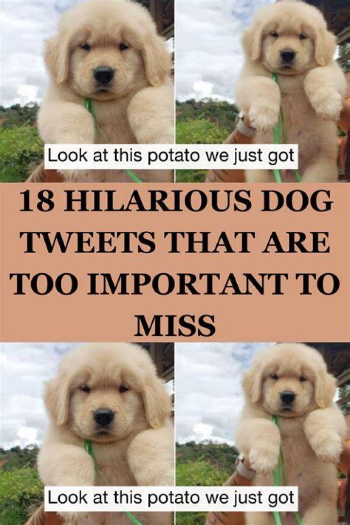 Cute Kirby Dog Videos and Hilarious Tweets: The Ultimate Guide to Joyful Content