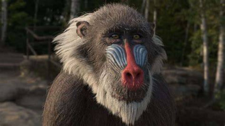 Eccentric Lion King Mandrill Shaman: Exploring the Mystical World of Nature's Unique Creature