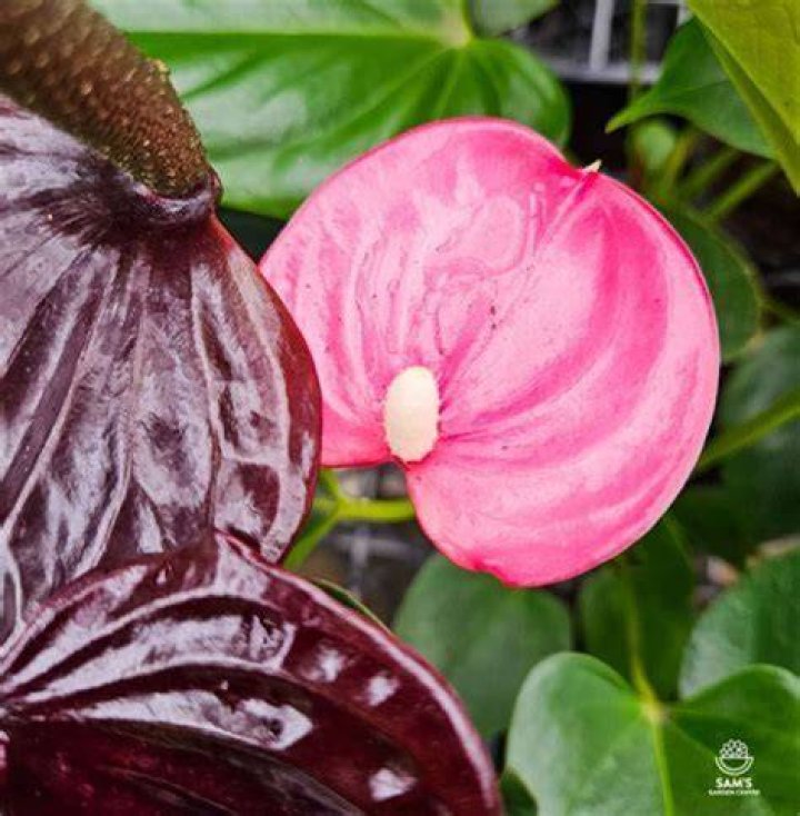 Exploring the Fascinating World of Emma Anthurium Latin