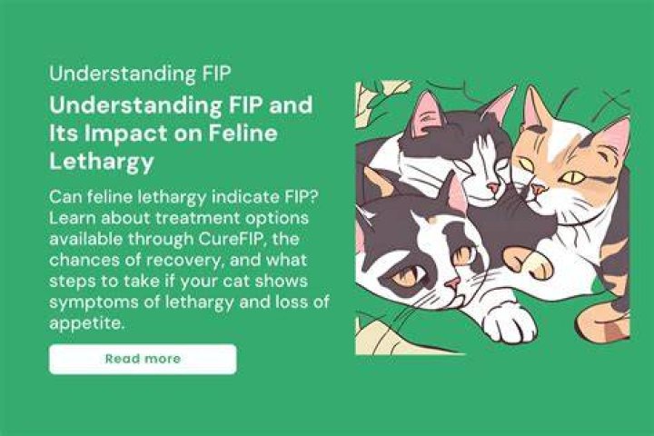 Fik Fip: Understanding the Phenomenon and Its Impact
