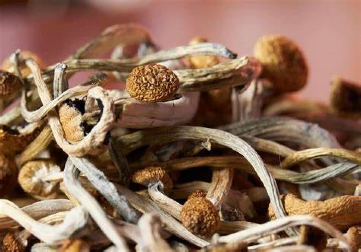 Magic Mushrooms Q&A: Your Guide to Shrooms