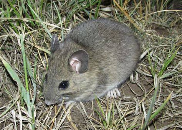 Mexican Woodrat: A Comprehensive Guide to Understanding This Fascinating Rodent