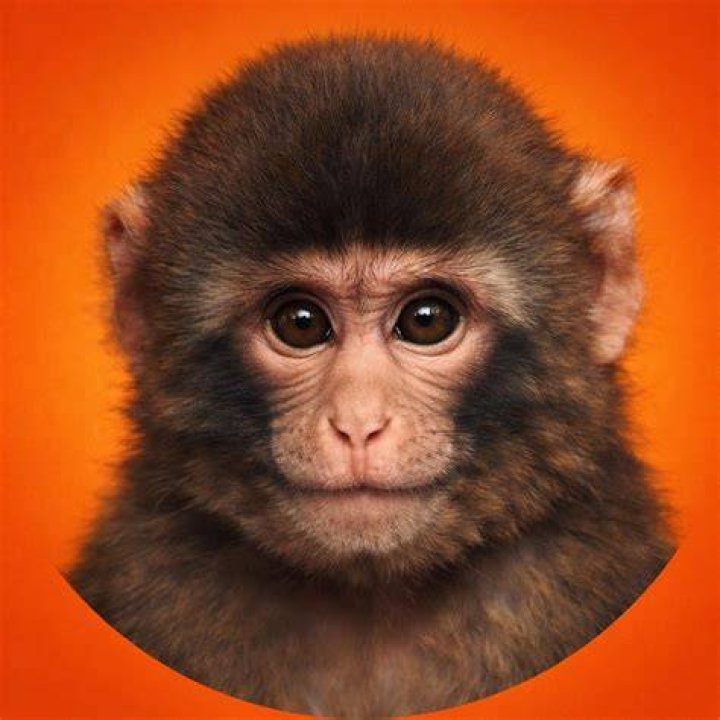 Monkey Punch Meaning: Exploring the Origin, Usage, and Cultural Significance