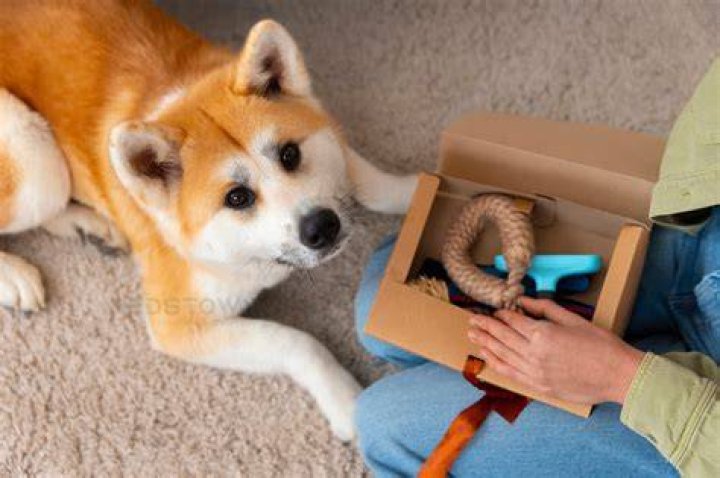 Next Day Pets: Your Ultimate Guide to Fast and Reliable Pet Delivery