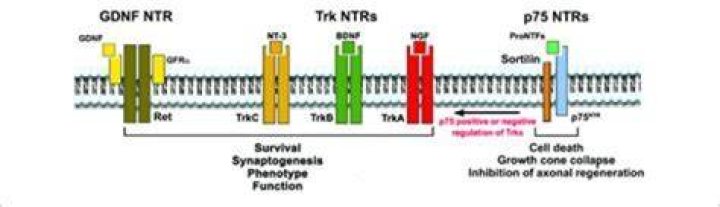 NTR JAV Meaning: Understanding the Concept and Its Implications
