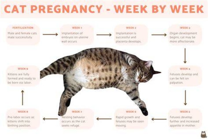 Pregnant Cat Week by Week Pictures: A Complete Visual Guide for Cat Owners