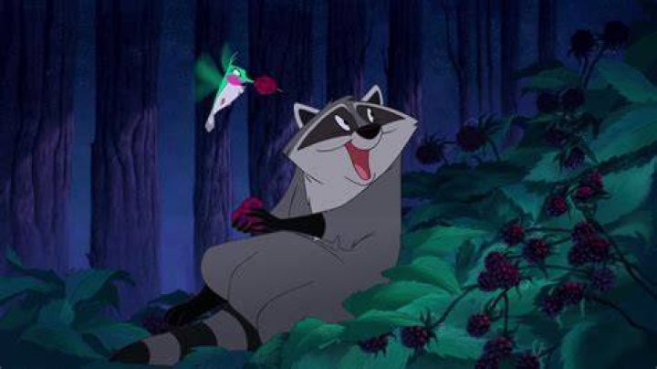 Raccoon Pocahontas: Discovering the Fascinating World of Wildlife and Culture