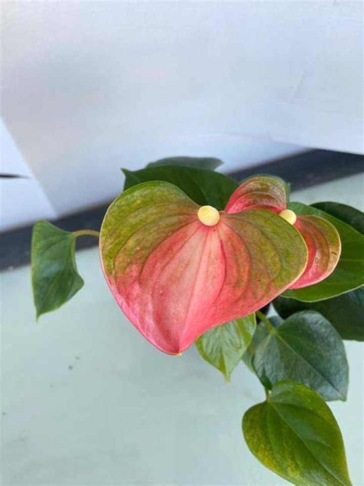 Unveiling the World of Emma Anthurium Twitter: A Comprehensive Guide