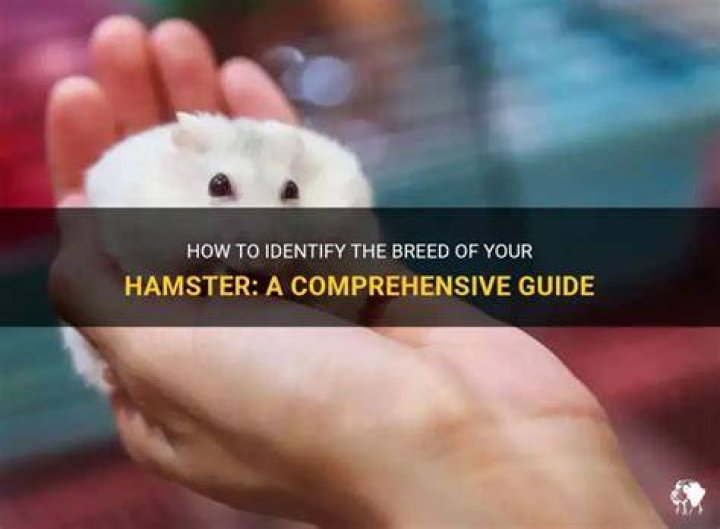 What is X Hamster: A Comprehensive Guide to Understanding the X Hamster Breed